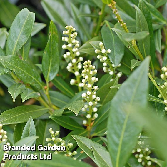 Prunus laurocerasus 'Otto Luyken' (Hedging)