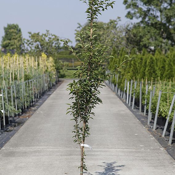 Prunus 'Pandora'