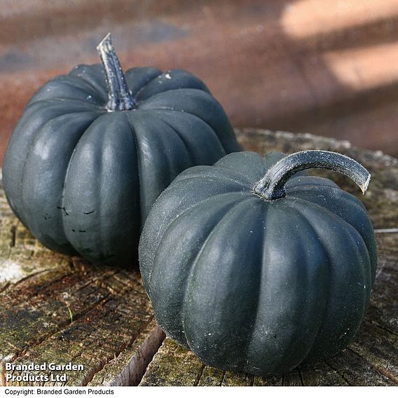 Squash 'Midnight' F1 (Winter) - Seeds