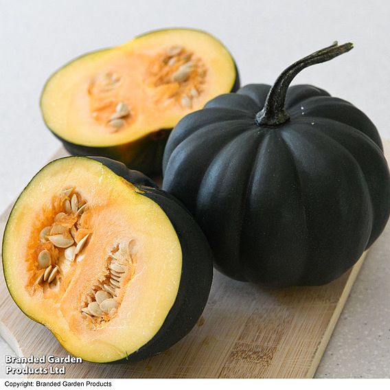 Squash 'Midnight' F1 (Winter) - Seeds