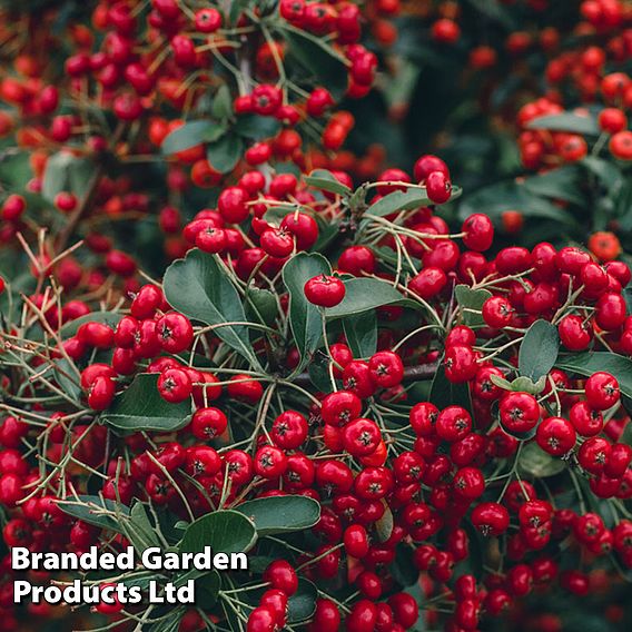 Pyracantha coccinea 'Red Column'