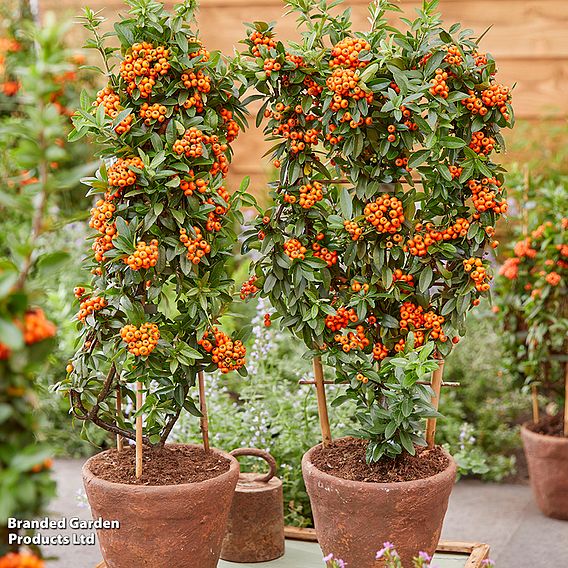 Pyracantha coccinea 'Orange Star'