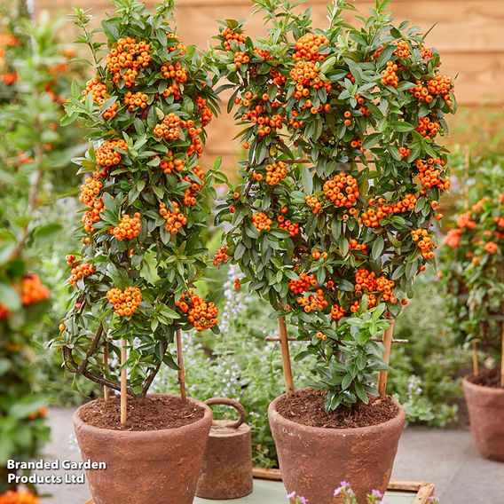 Pyracantha 'Star Trio'