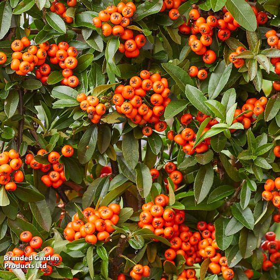 Pyracantha 'Star Trio'