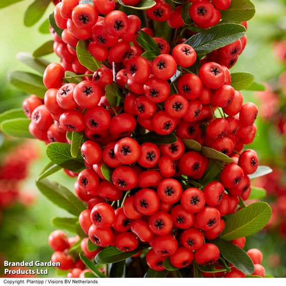 Pyracantha 'Star Trio'