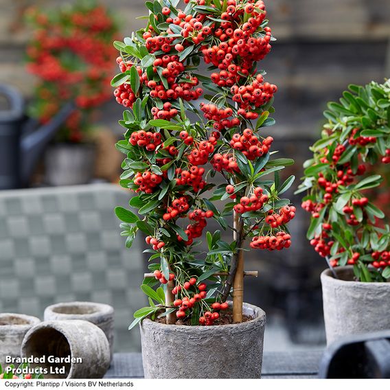 Pyracantha 'Star Trio'