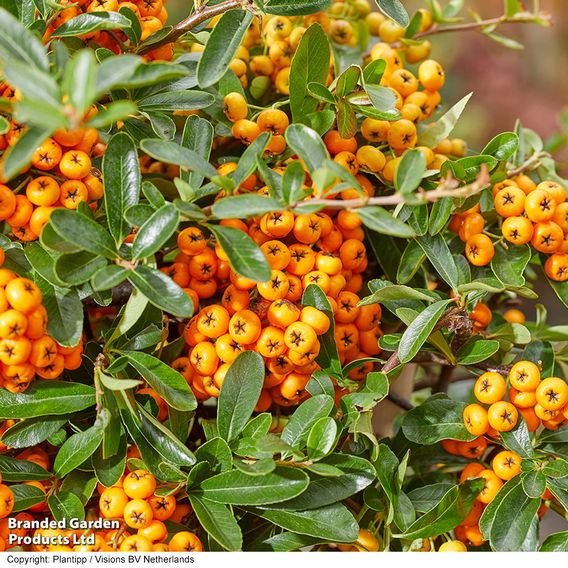 Pyracantha 'Star Trio'