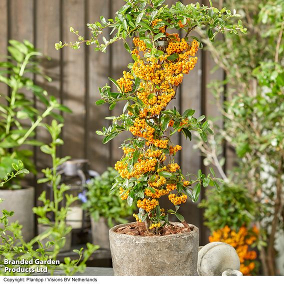 Pyracantha 'Star Trio'