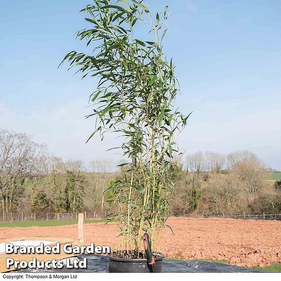 Bisset's Bamboo