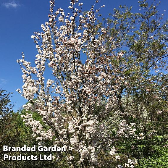 Prunus 'Amanogawa'