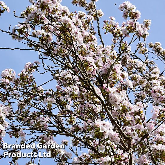 Prunus 'Amanogawa'