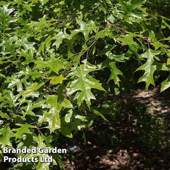 Quercus palustris 'Green Pillar'