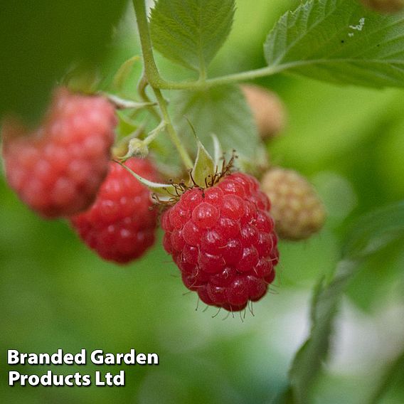 Raspberry 'Heritage' (Autumn fruiting)