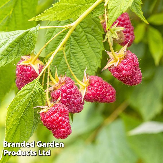 Raspberry 'Imara' (Autumn fruiting)