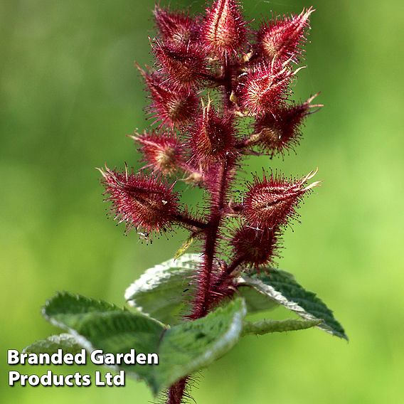 Wineberry