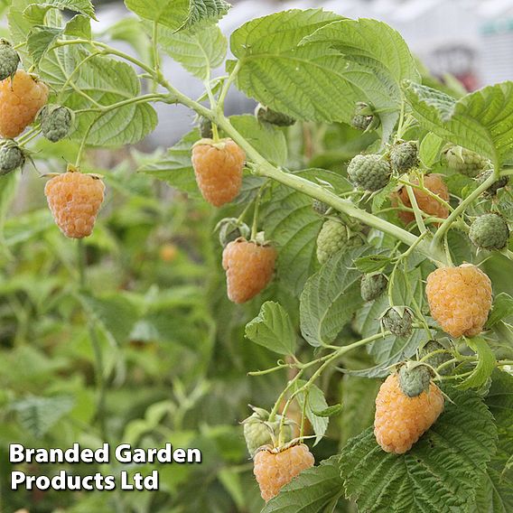 Raspberry 'Twotimer Sugana Yellow' (Everbearing)