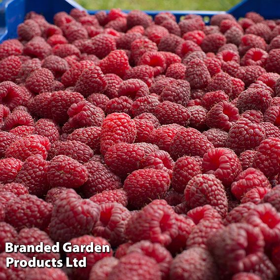 Raspberry 'Willamette' (Summer Fruiting)