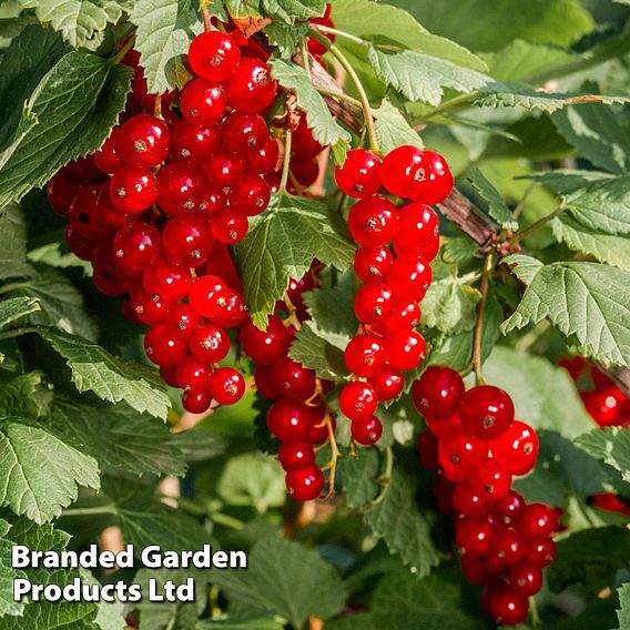 Redcurrant 'Laxton's Number One'