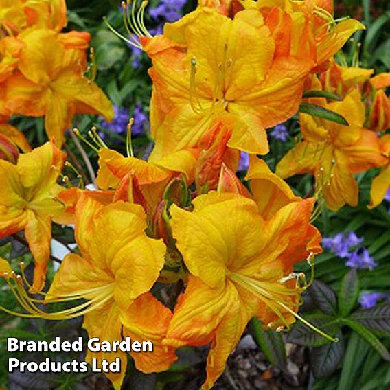 Rhododendron 'Klondyke' (Azalea Group)