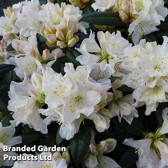 Rhododendron 'Dora Amateis'