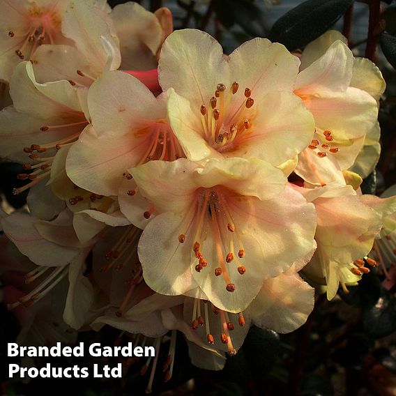 Rhododendron 'Barnaby Sunset'