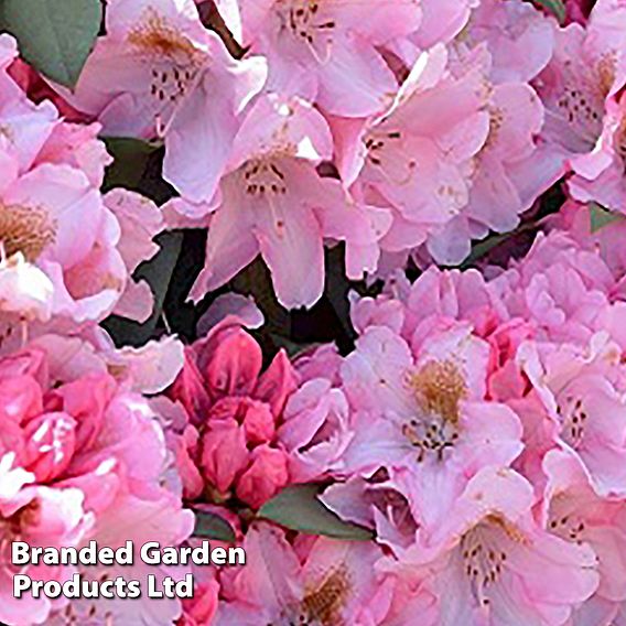 Rhododendron 'Bashful' Yakushimanum Hybrid