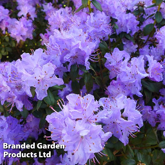 Rhododendron 'Dwarf Blue'