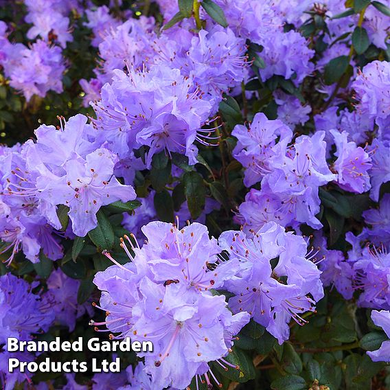 Rhododendron 'Blue Diamond'