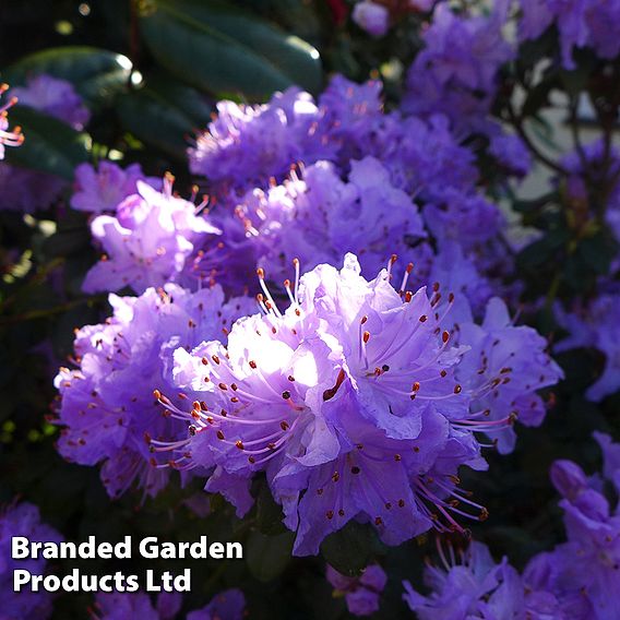 Rhododendron 'Blue Diamond'