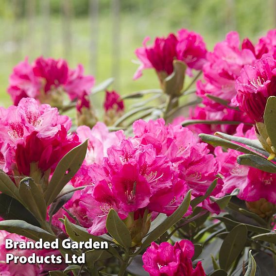 Rhododendron 'Connie'