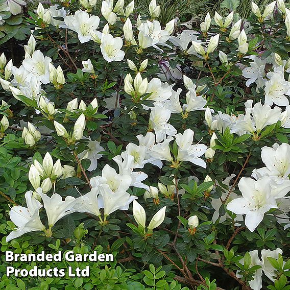 Rhododendron 'Crane'