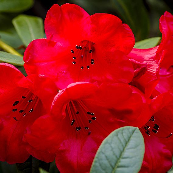 Rhododendron 'Elizabeth Red Foliage'