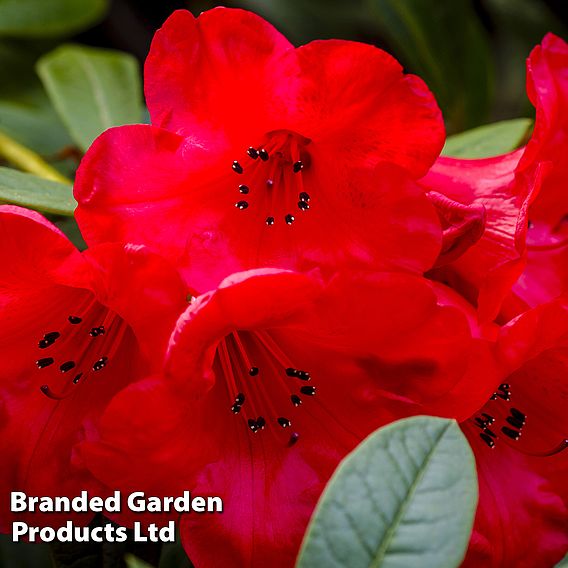 Rhododendron 'Elizabeth Red Foliage'