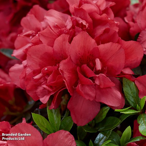 Rhododendron 'Encore Autumn Fire' (Azalea Group)