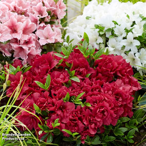 Rhododendron 'Encore Autumn Fire' (Azalea Group)