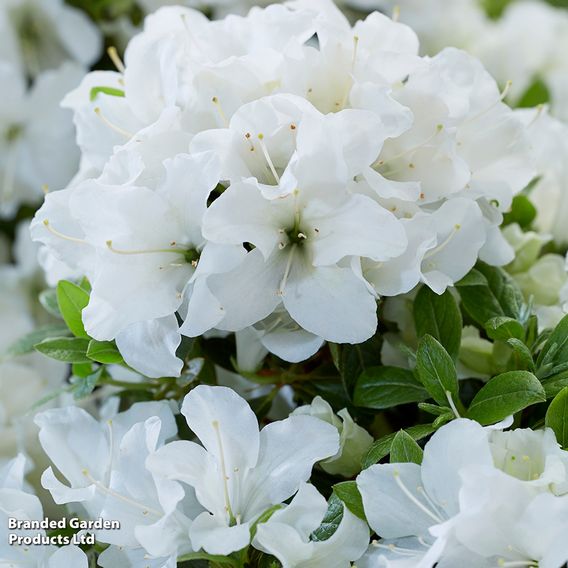 Azalea 'Encore Pure White'