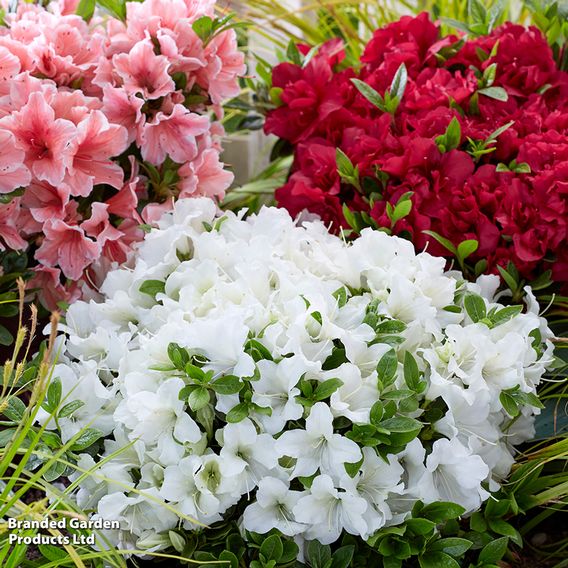 Azalea 'Encore Pure White'