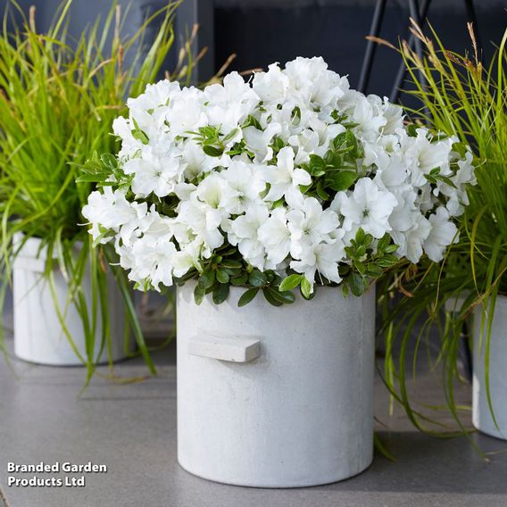 Azalea 'Encore Pure White'