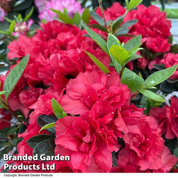 Rhododendron 'Encore Autumn Fire' (Azalea Group)