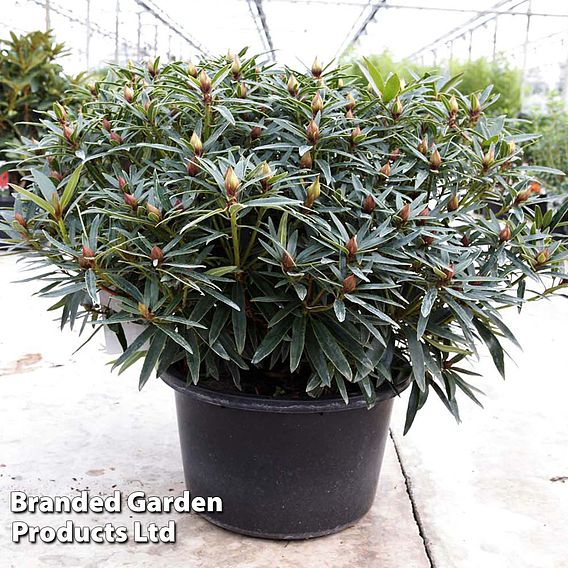 Rhododendron 'Graziella'