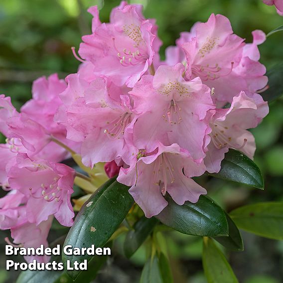 Rhododendron 'Kalinka'