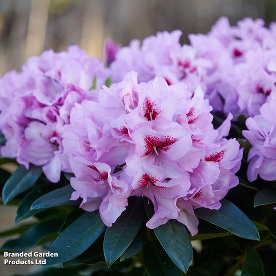 Rhododendron 'XXL Lila Flame'