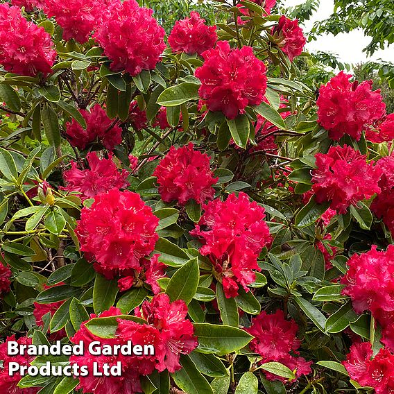 Rhododendron 'Markeetas Prize'