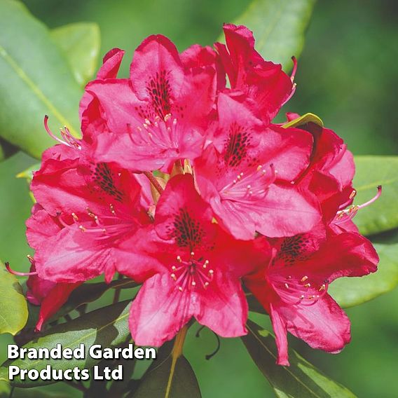 Rhododendron 'Nova Zembla'