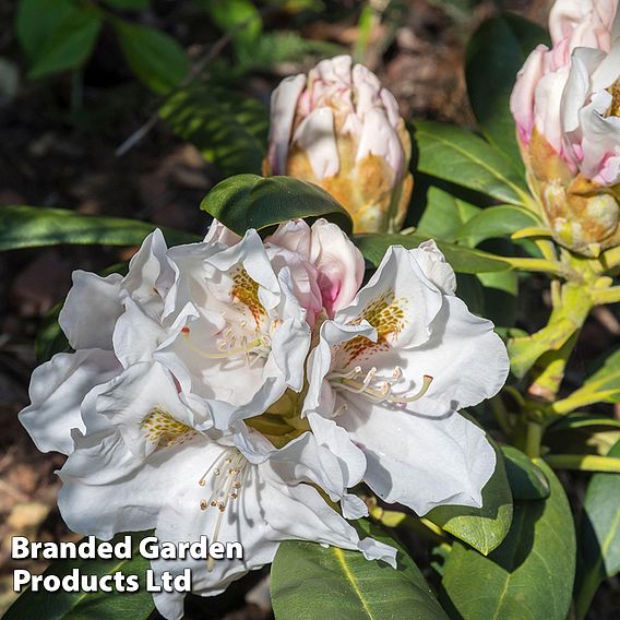 Rhododendron 'Hachmann's Porzellan'