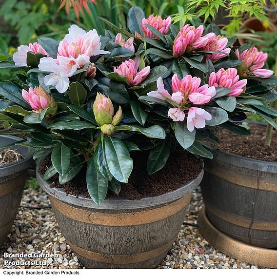 Rhododendron 'XXL White Flamingo'