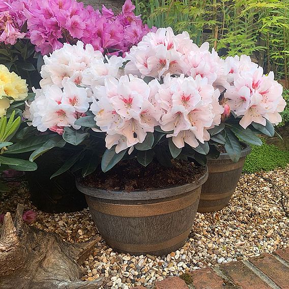 Rhododendron 'XXL White Flamingo'