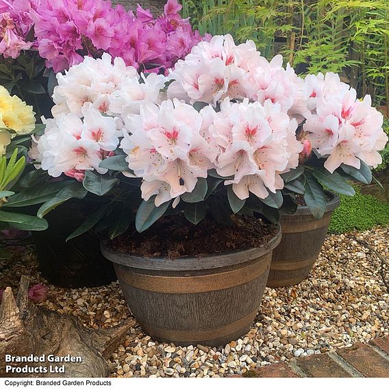 Rhododendron 'XXL White Flamingo'