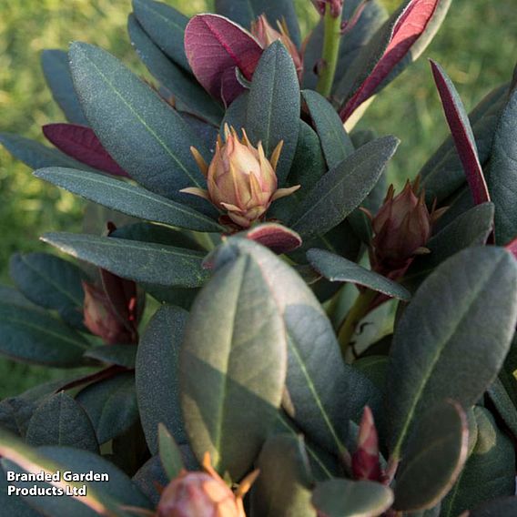 Rhododendron 'Wine and Roses'