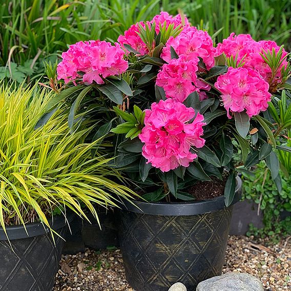 Rhododendron 'XXL Lila Flame'